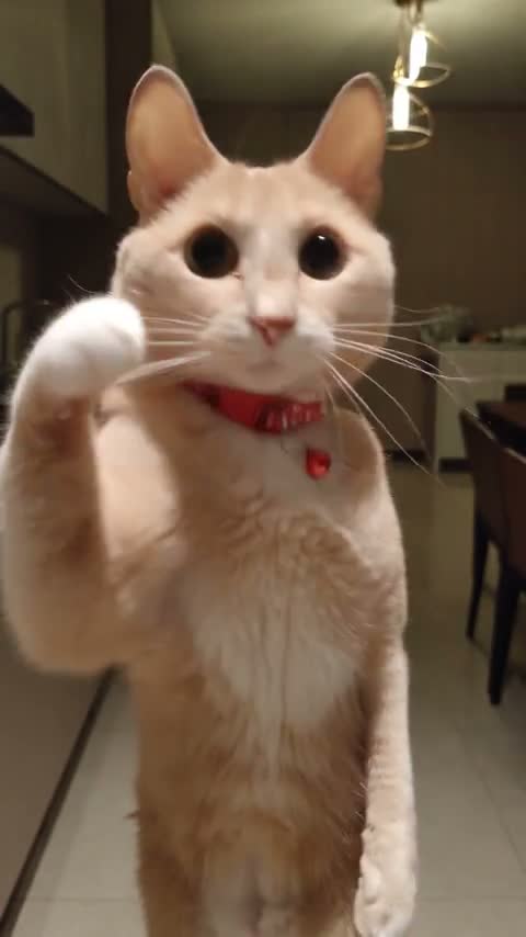 Cat performance