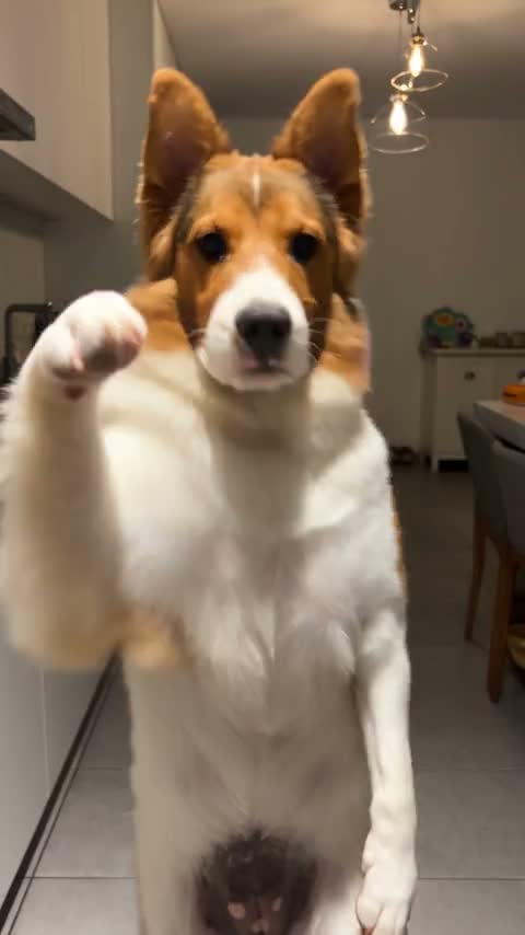 Corgi performance