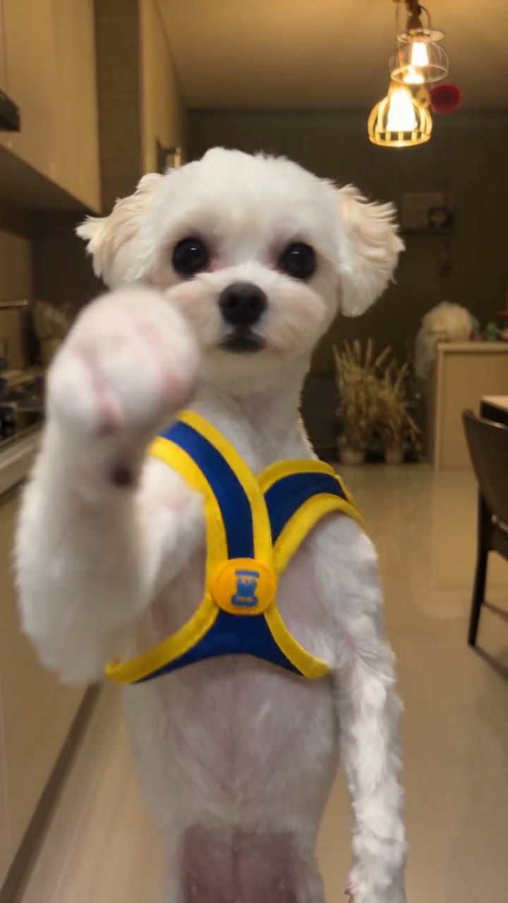 White dog performance